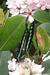 Graphium sarpedon nipponum