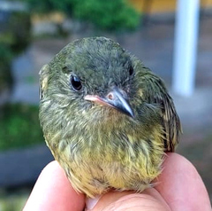 Streak-Necked Flycatcher photo 2