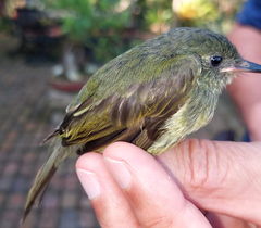 Streak-Necked Flycatcher photo 3