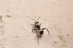 Camponotus punctatissimus