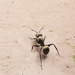 Camponotus punctatissimus - Photo (c) tsungyu88, algunos derechos reservados (CC BY-NC), subido por tsungyu88