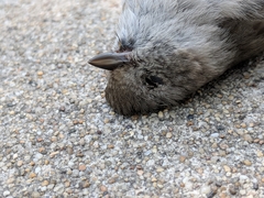 Baeolophus inornatus