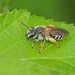 Andrena chrysopyga - Photo (c) Julia Wittmann, some rights reserved (CC BY), uploaded by Julia Wittmann