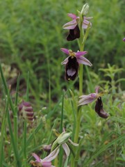Ophrys bertolonii