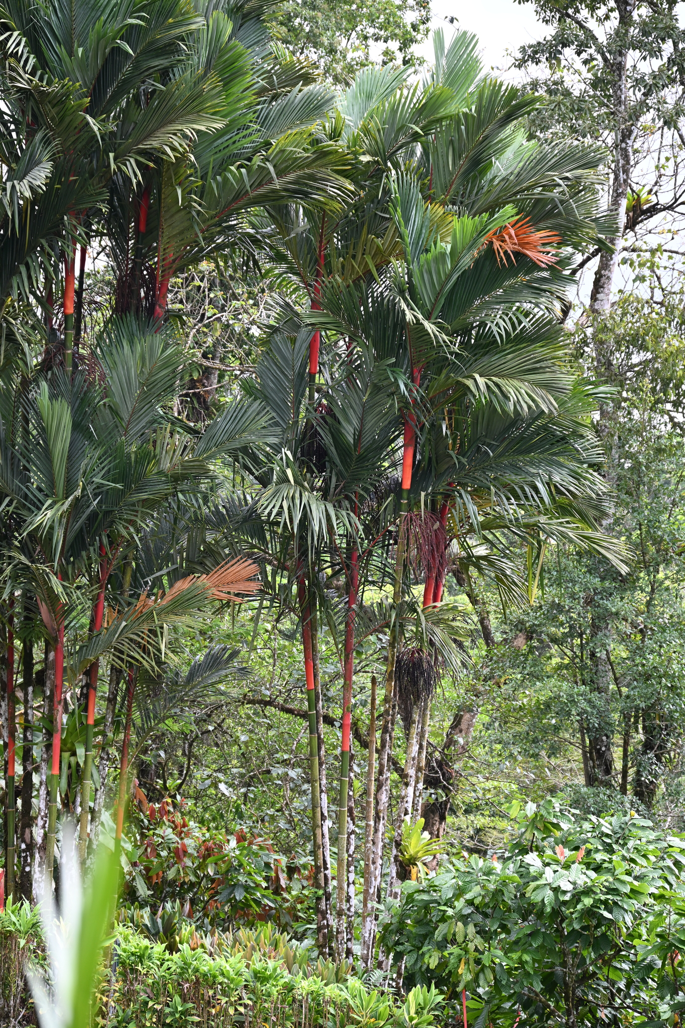 Imagem de Palmeira-ráfia