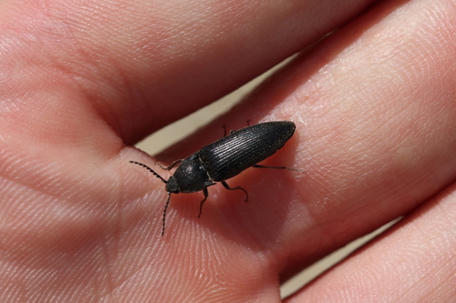 Melanotus punctolineatus, Den Helder, Nederland, photo 8 of 10