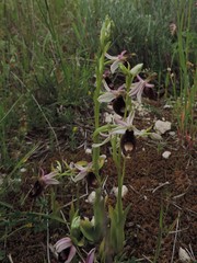 Ophrys bertolonii