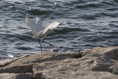 Egretta garzetta