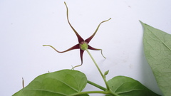 Oxypetalum harleyi