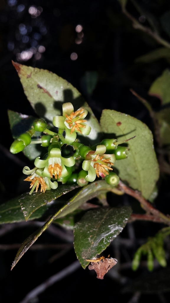 Vaccinium madagascariense