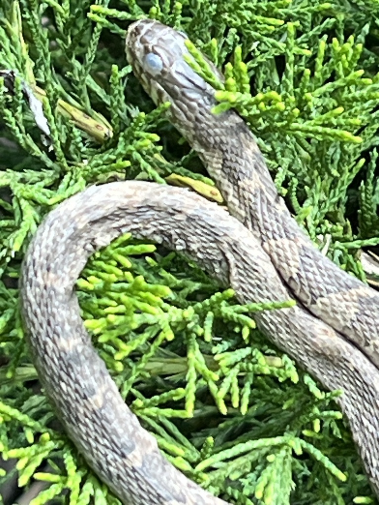 Common Watersnake from Archer Springs Terr, Richmond, VA, US on May 20