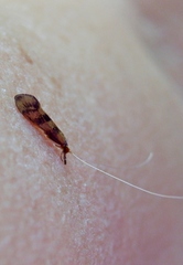 Mystacides longicornis