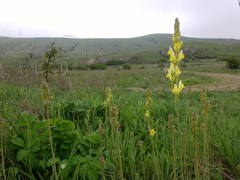 Linaria macroura