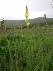 Linaria macroura