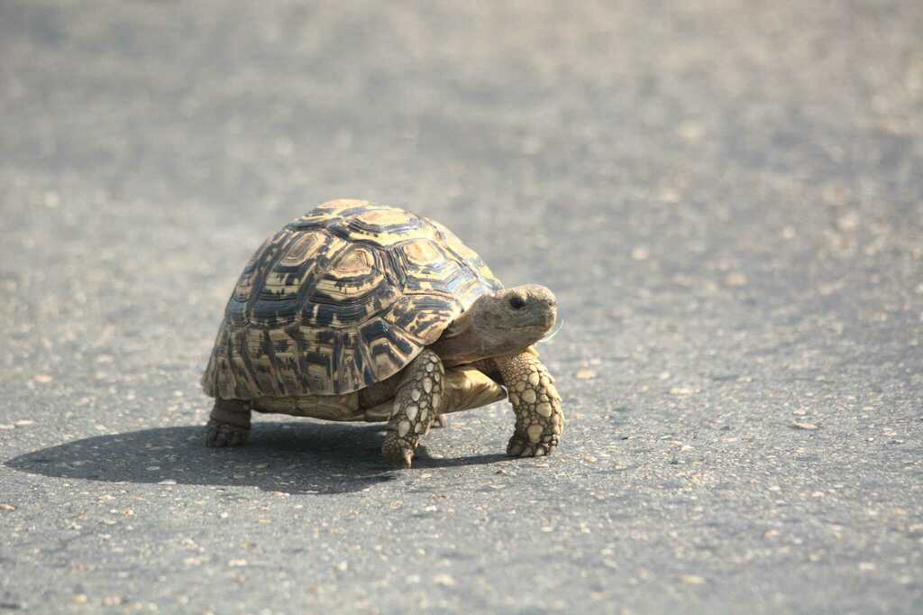 Leopard Tortoise from Vhembe, Kruger National Park, Limpopo, South ...