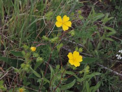 Potentilla pedata