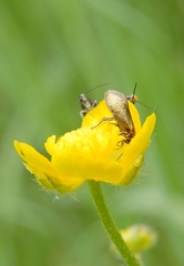 Micropterix calthella