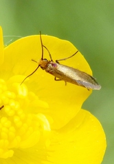 Micropterix calthella