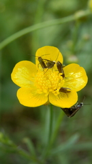 Micropterix calthella