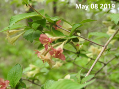 Weigela subsessilis