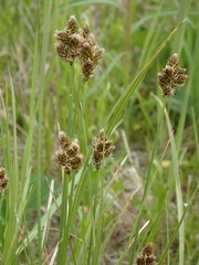 Carex macloviana