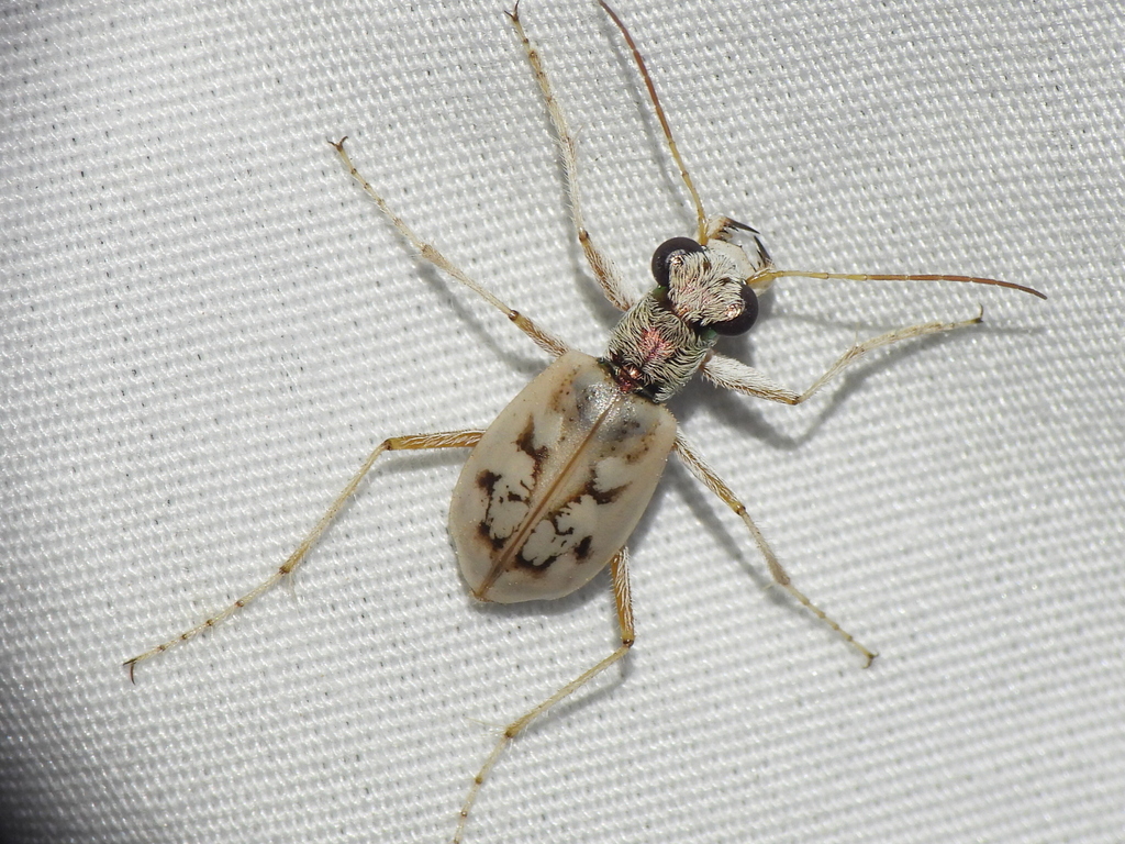 Ghost Tiger Beetle