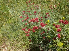 Helichrysum sanguineum