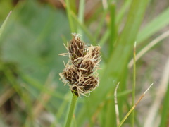Carex macloviana