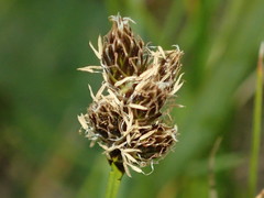 Carex macloviana