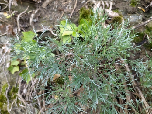 Artemisia campestris L.