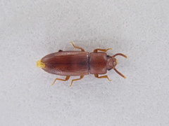 Palorus subdepressus