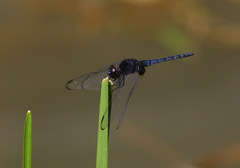 Indothemis limbata