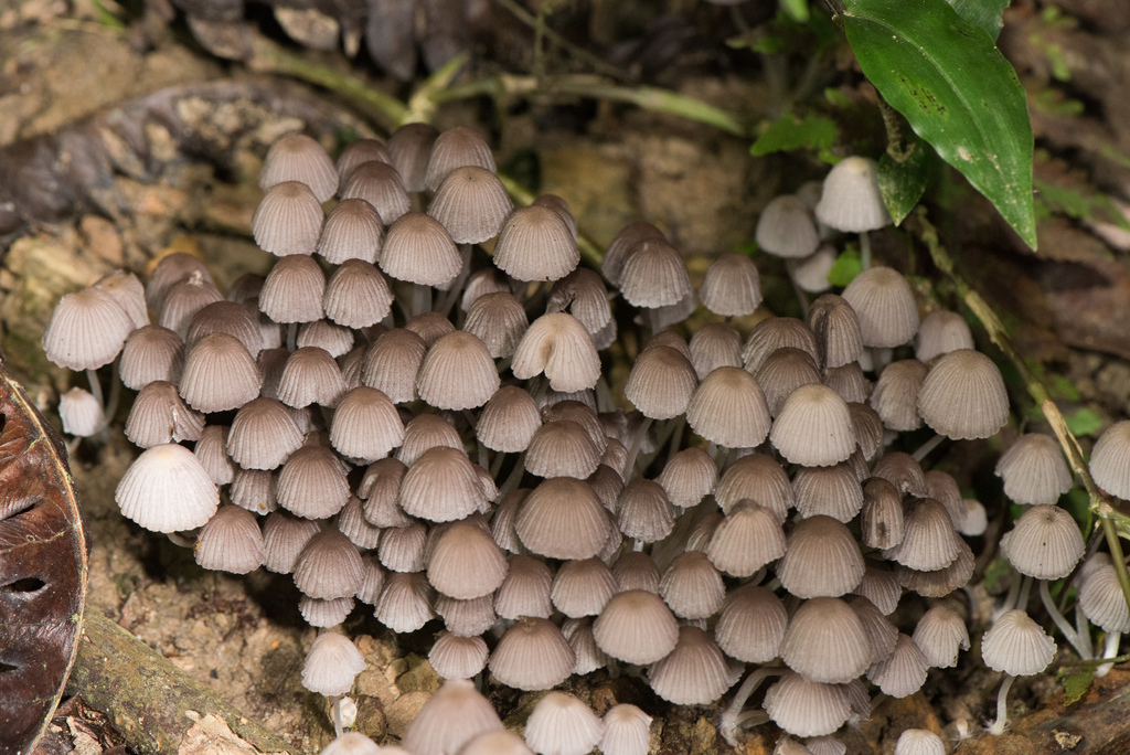 Coprinellus disseminatus · May 2019 · photo: © mutolisp (iNaturalist, cc-by)