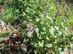 Lamium garganicum