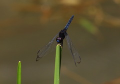 Indothemis limbata