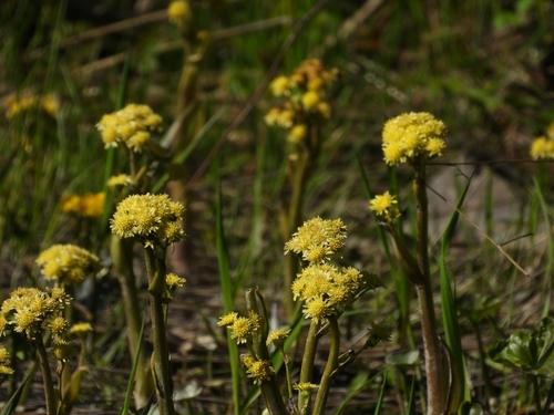 Petasites radiatus (Petasites radiatus)