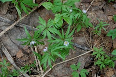 Anemonoides caerulea