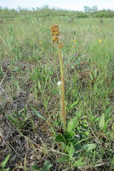 Micranthes hieraciifolia