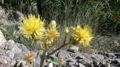Centaurea salonitana