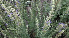 Hyssopus officinalis