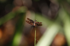 Rhyothemis obsolescens