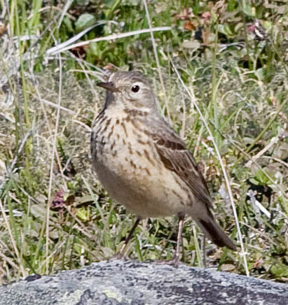 American Pipit