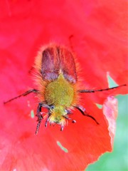 Pygopleurus diffusus