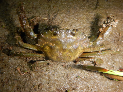 Carcinus aestuarii