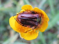 Pygopleurus diffusus