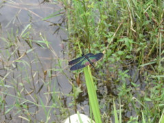 Rhyothemis plutonia