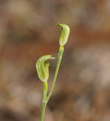 Pterostylis parviflora