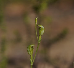 Pterostylis parviflora