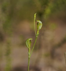 Pterostylis parviflora