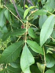 Phylloxera devastatrix